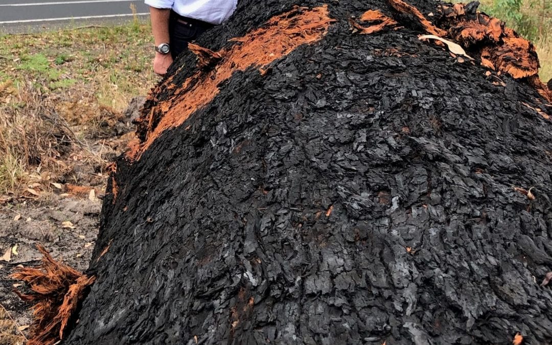 CHESTER BACKS TIMBER INDUSTRY TO SALVAGE BURNED TREES
